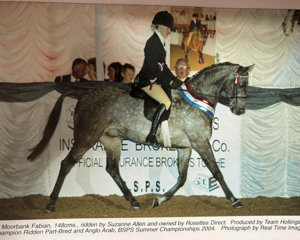 horse Moorbank Fabian (British Riding Pony, 1997, from Strinesdale Mastermind)