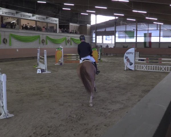Reitturnier Hellefeld 2024