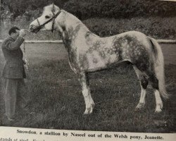 Pferd Snowdon (Arabisches Halbblut / Partbred,  , von Naseel ox)