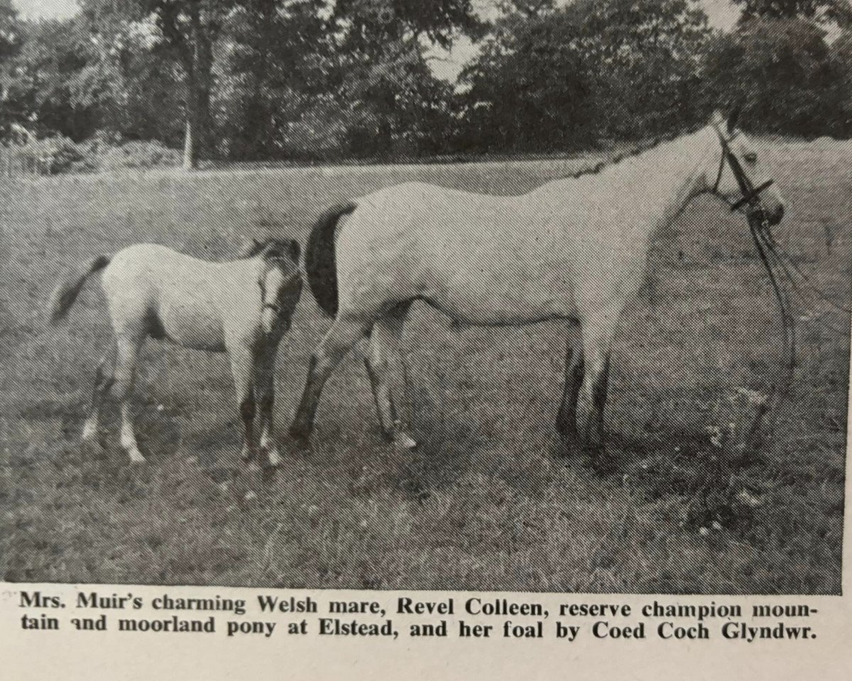 broodmare Revel Colleen (Welsh-Pony (Section B), 1947, from Munis)