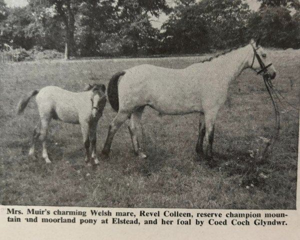 Zuchtstute Revel Colleen (Welsh Pony (Sek.B), 1947, von Munis)