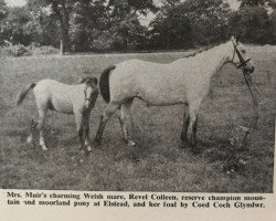 Zuchtstute Revel Colleen (Welsh Pony (Sek.B), 1947, von Munis)