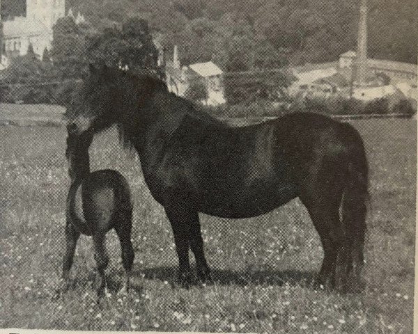 Zuchtstute Jenny VII (Dartmoor-Pony, 1945, von Jude)
