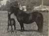 Zuchtstute Jenny VII (Dartmoor-Pony, 1945, von Jude)