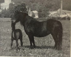 broodmare Jenny VII (Dartmoor Pony, 1945, from Jude)