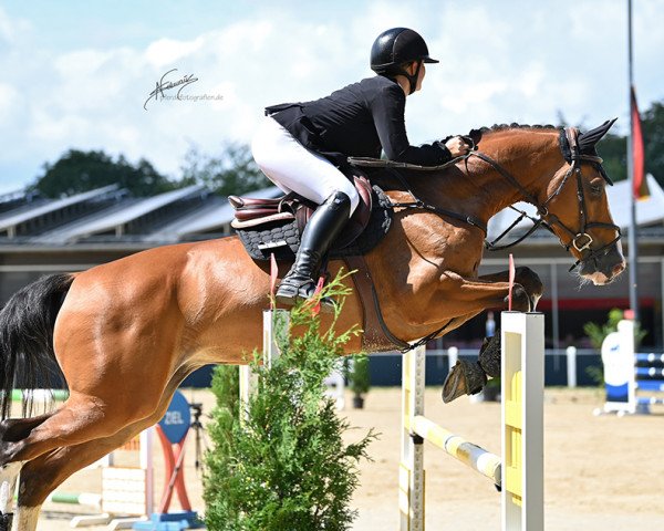 jumper Jabulani (KWPN (Royal Dutch Sporthorse), 2014, from den Ham Blue R)
