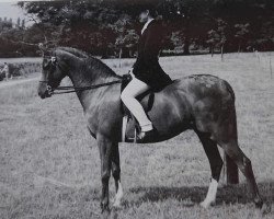 horse Moorhall Enchantment (British Riding Pony, 1984, from Ninfield Thatcher)