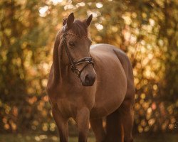 dressage horse Hilkens Brazilliant (German Riding Pony, 2008, from Hilkens Black Delight)