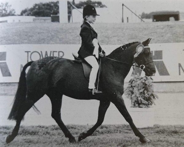 Pferd Kevkar Lady Diana (Welsh Pony (Sek.B), 1981, von Brockwell Chipmunk)