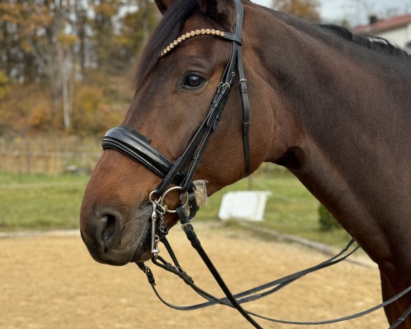 dressage horse Flashback (Westphalian, 2016, from Flores Dream)