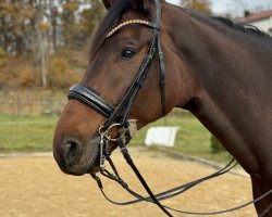 dressage horse Flashback (Westfale, 2016, from Flores Dream)