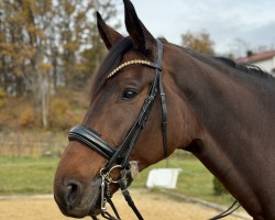 dressage horse Flashback (Westfale, 2016, from Flores Dream)