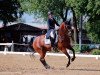 dressage horse Dignity's Hope (Württemberger, 2008, from Danone II)