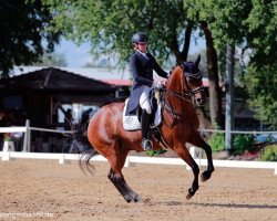 dressage horse Dignity's Hope (Württemberger, 2008, from Danone II)