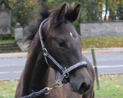 jumper Holla die White Fee (German Sport Horse, 2023, from Hickstead White)