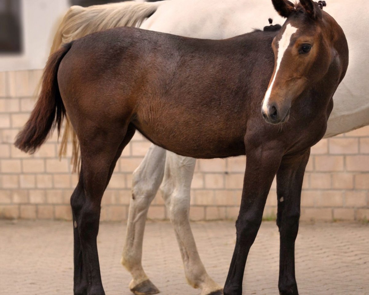 Springpferd Millicent (Holsteiner, 2023, von Million Dollar)