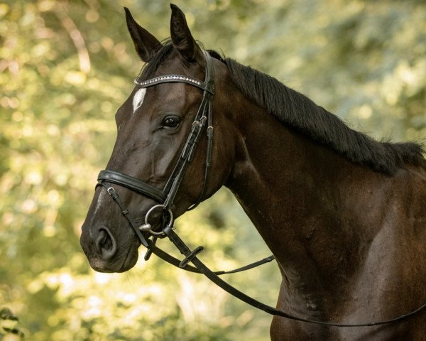 jumper Madame La Welle (German Sport Horse, 2019, from Lahnstein 4)