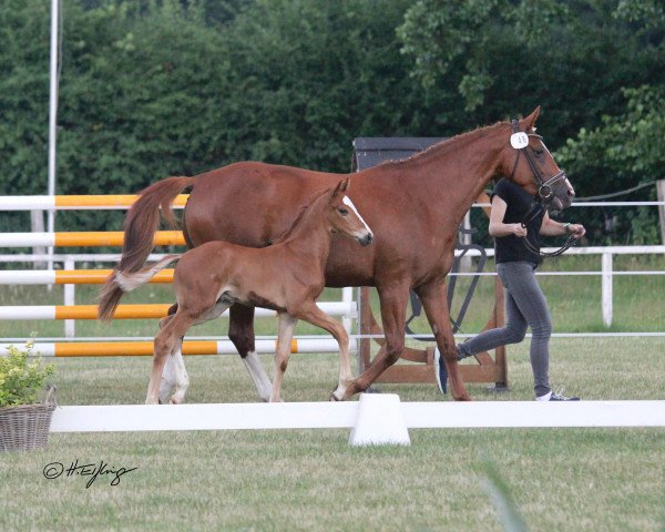 dressage horse Hengst von First Deal / Quaterback (Westphalian, 2021, from First Deal)