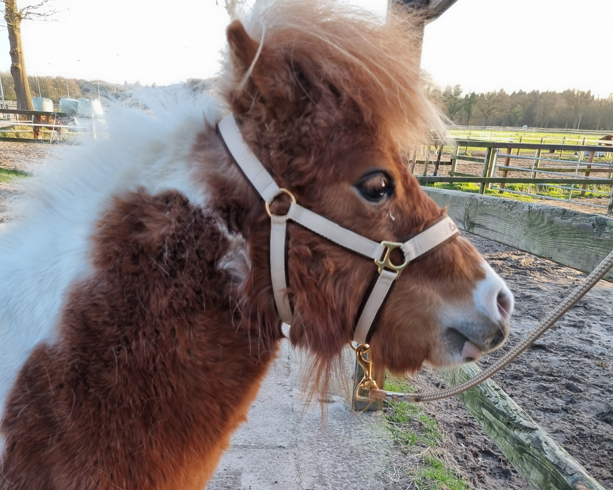 horse Caramea vom Dannbarg (Shetland pony (under 87 cm), 2020, from Guinnes vom Dannbarg)
