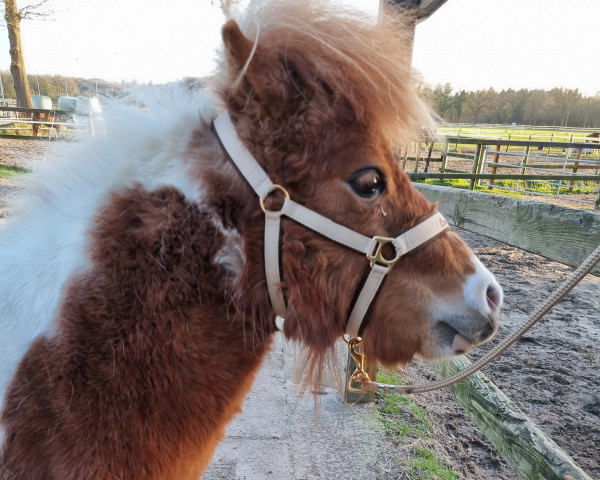 Pferd Caramea vom Dannbarg (Shetland Pony (unter 87 cm), 2020, von Guinnes vom Dannbarg)