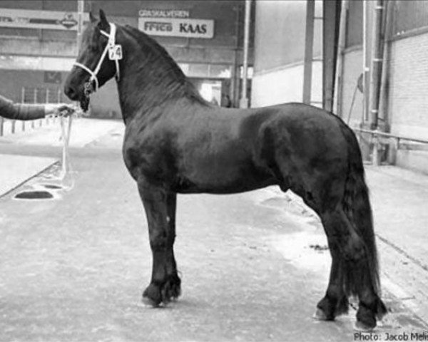 stallion Nykle 309 (Friese, 1987, from Djurre 284)