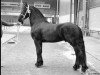 stallion Nykle 309 (Friese, 1987, from Djurre 284)
