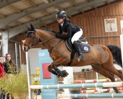 dressage horse Kennedy's Krack (German Riding Pony, 2008, from Kennedy WE)