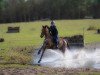 jumper Kaskari de La Pomme (German Sport Horse, 2016, from Kasanova de La Pomme)