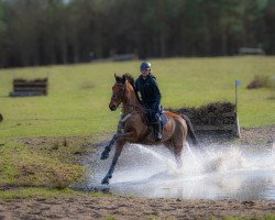 jumper Kaskari de La Pomme (German Sport Horse, 2016, from Kasanova de La Pomme)