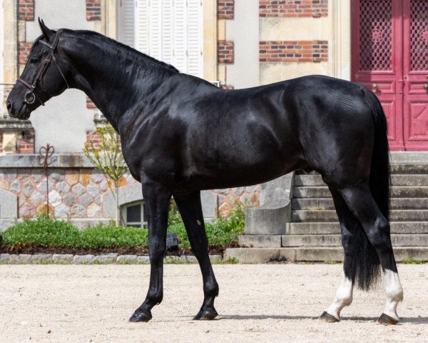 stallion Black Cera DK Z (Zangersheide riding horse, 2015, from By Cera d'Ick)