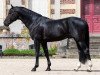 stallion Black Cera DK Z (Zangersheide riding horse, 2015, from By Cera d'Ick)