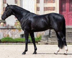 stallion Black Cera DK Z (Zangersheide riding horse, 2015, from By Cera d'Ick)