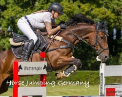 jumper Cassius 95 (German Sport Horse, 2015, from Caruso Z)