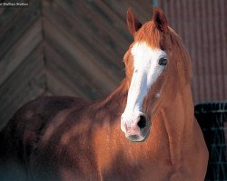 stallion Northern Taste xx (Thoroughbred, 1971, from Northern Dancer xx)