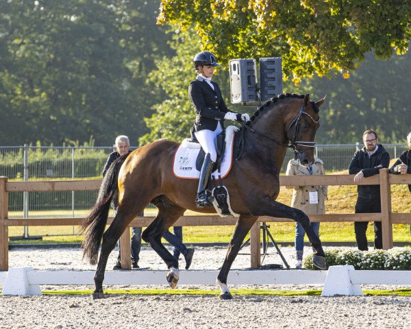 stallion Las Vegas (KWPN (Royal Dutch Sporthorse), 2016, from Ferdeaux)