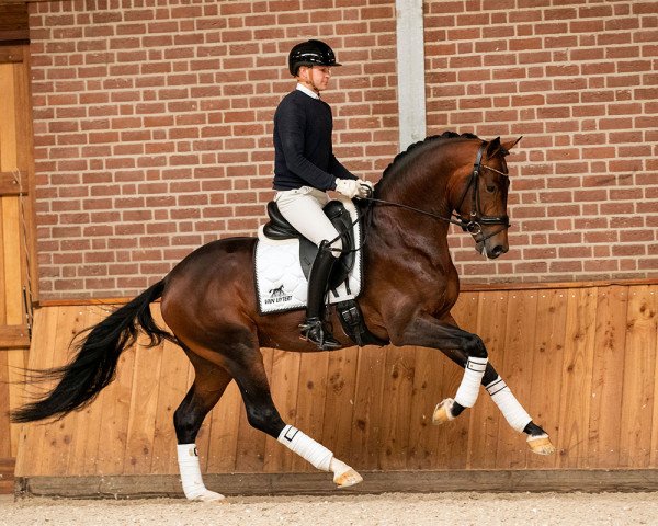 stallion Blue Hors Monte Carlo Tc (KWPN (Royal Dutch Sporthorse), 2017, from Glock's Dream Boy)