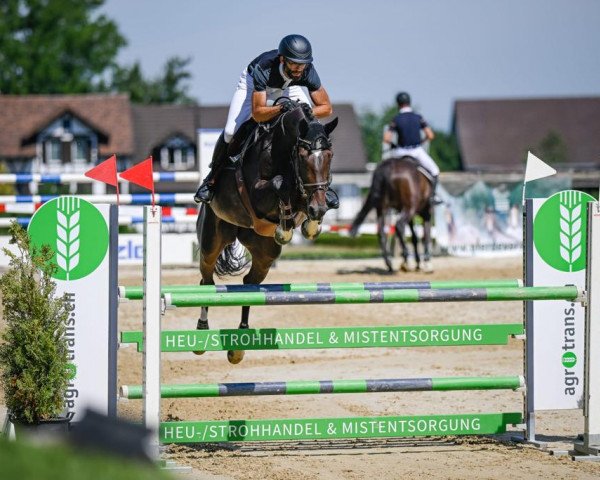 jumper Oldoaks Cobrano (Irish Sport Horse, 2016, from Cobra)