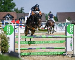 jumper Oldoaks Cobrano (Irish Sport Horse, 2016, from Cobra)