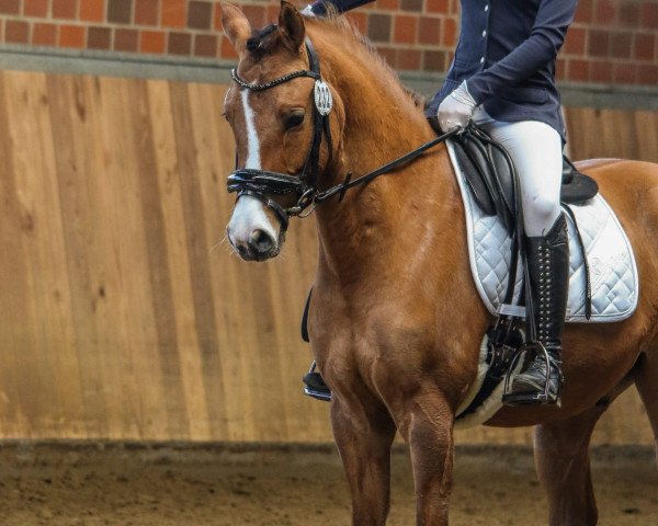 dressage horse Der kleine Fred (German Riding Pony, 2019, from Dating AT NRW)