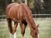 Zuchtstute Hazel (Deutsches Reitpony, 2020, von Herzkönig NRW)