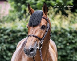 stallion Kolibris Vulkano Dree Boeken (Hanoverian, 2007, from King Kolibri)