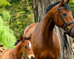 broodmare Heidemärchen (Hanoverian, 2004, from Heraldik xx)