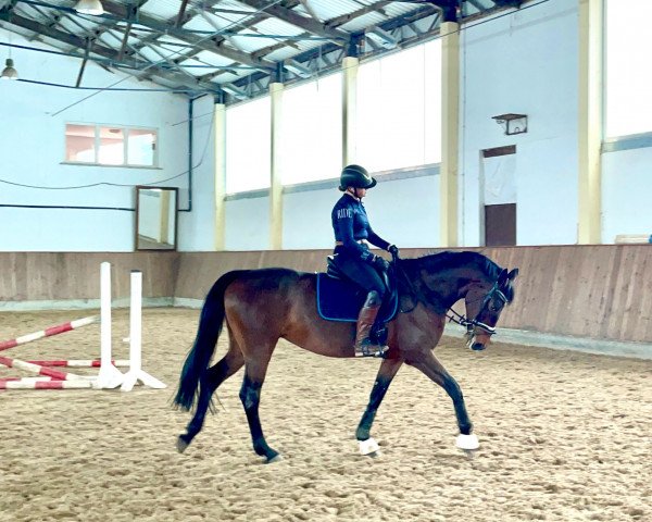 broodmare Lilli-Marleen (Hessian Warmblood, 1952)