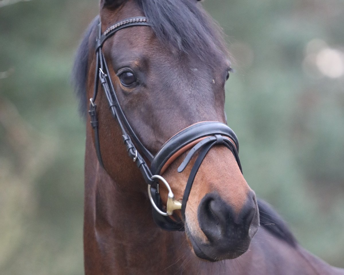 dressage horse Dree Boeken´s Unibaldi (Hanoverian, 2015, from United)
