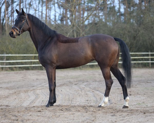 dressage horse Don Martillos Märchen Dree Böken (Hanoverian, 2019, from Don Martillo)