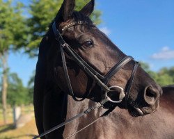 dressage horse Miss Prieros Dree Boeken (Hannoveraner, 2014, from E.H. Millennium)