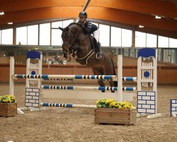 stallion Stargold Dree Boeken (Hanoverian, 2014, from Stakkato Gold)