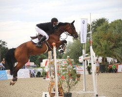 jumper Dree Boeken's Sandros Roeschen (Hanoverian, 2008, from Sandro Boy)