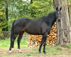 dressage horse Dree Boeken's Gribaldis Märchen (Hannoveraner, 2009, from Gribaldi)