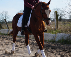 dressage horse Quickstepp (Brandenburg, 2007, from Quaterback)